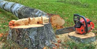 Reliable Manorhaven, NY Tree Care Services Solutions